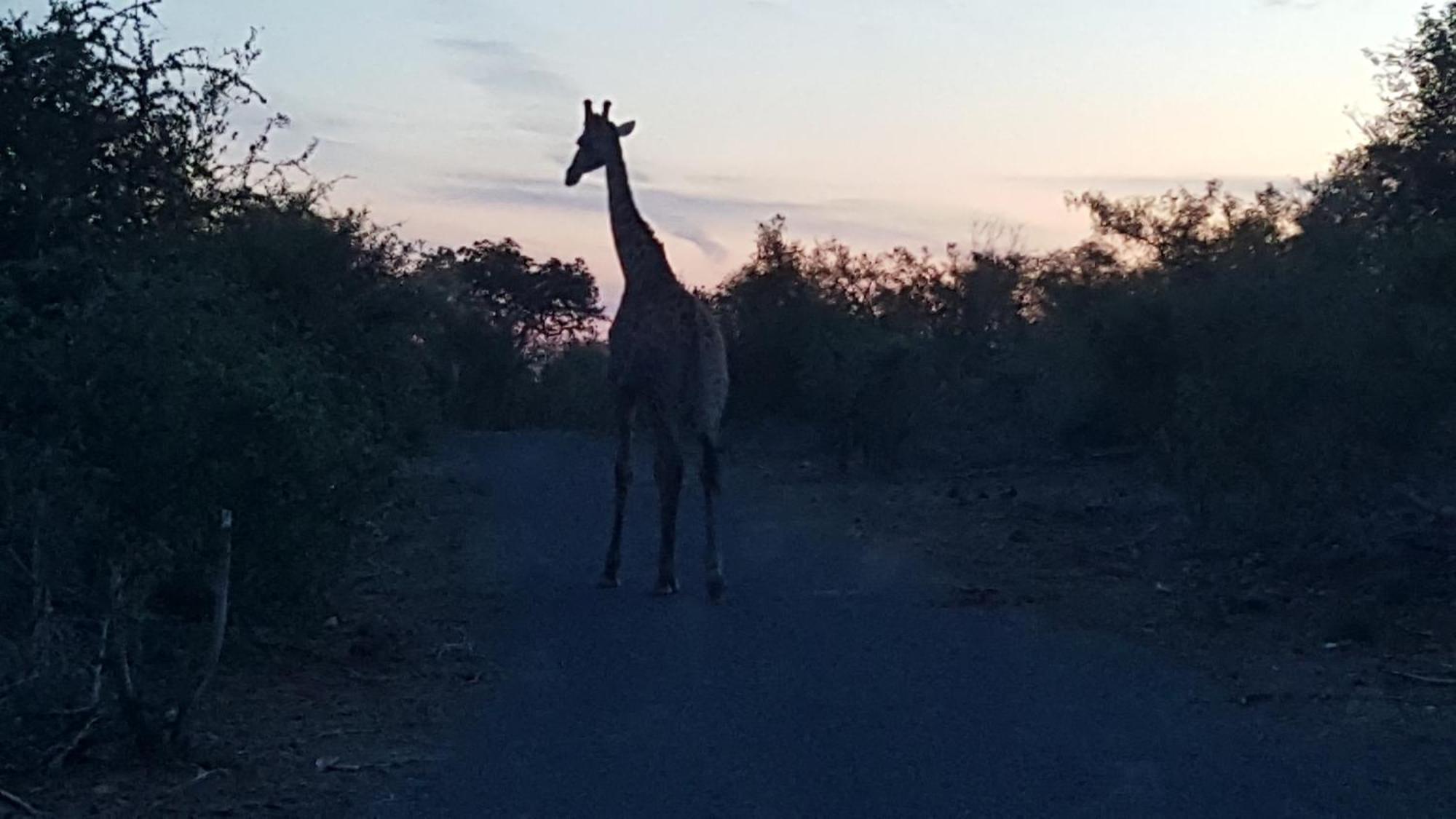 Muweti Bush Lodge Grietjie Game Reserve Exterior photo