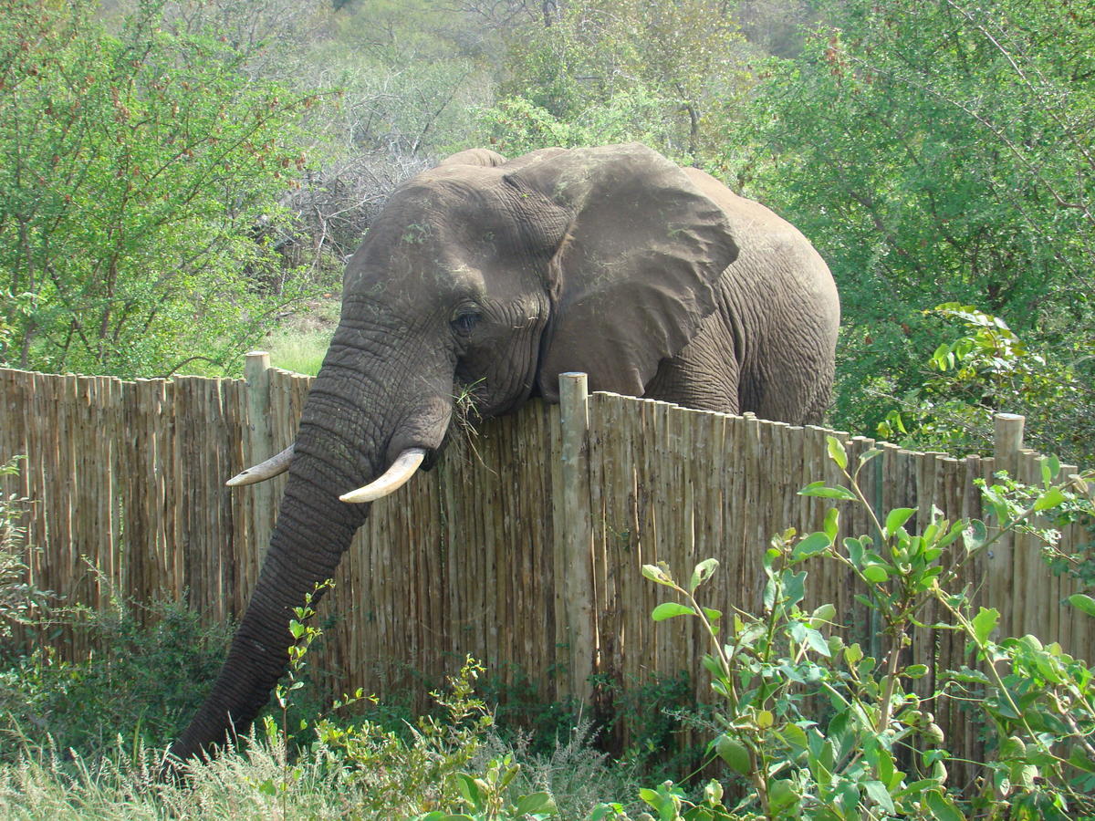 Muweti Bush Lodge Grietjie Game Reserve Exterior photo