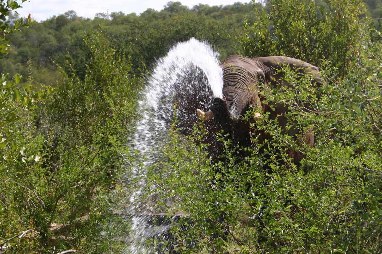 Muweti Bush Lodge Grietjie Game Reserve Exterior photo