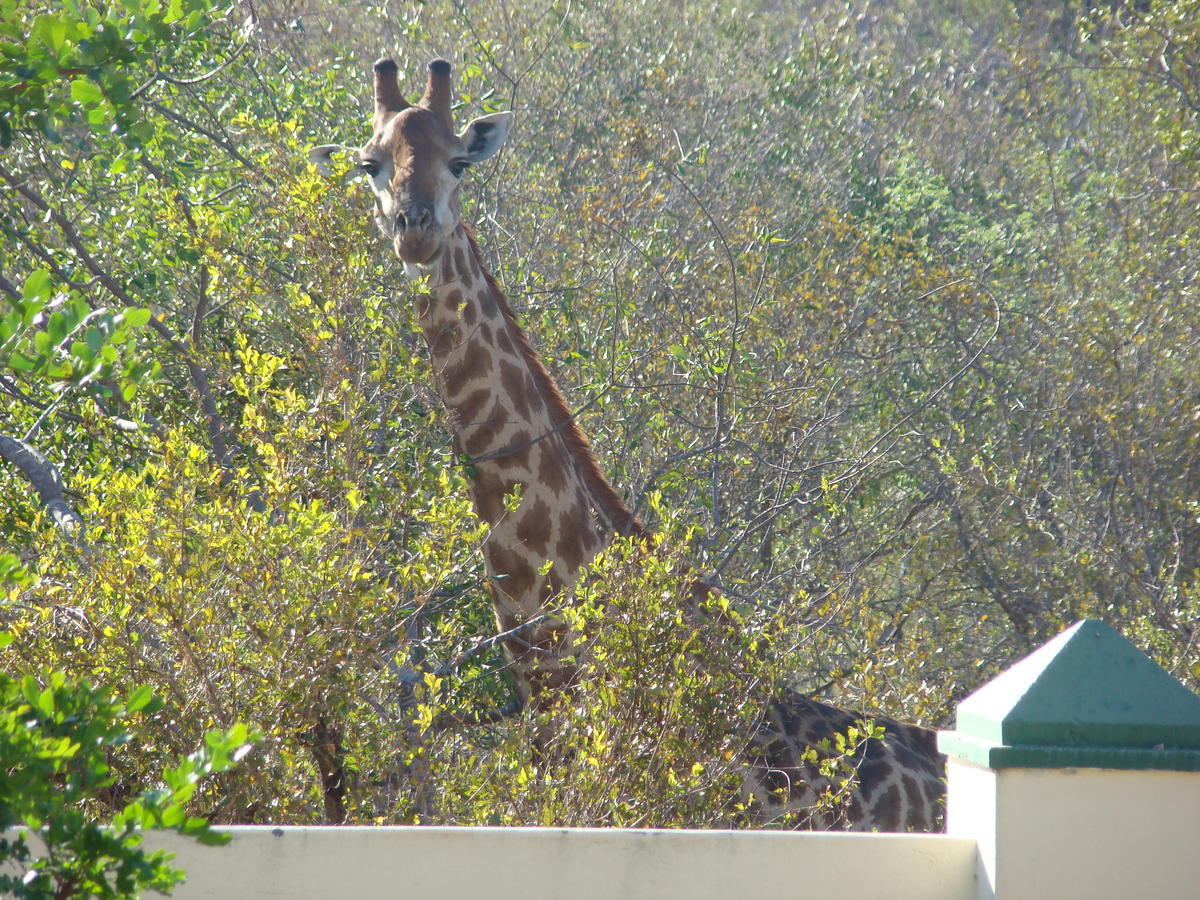 Muweti Bush Lodge Grietjie Game Reserve Exterior photo